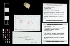 Foto (Objekt + Etikett) von Tuberosagalathea neojurensis (Patrulius, 1959)  (NHMW-GEO-2014-0194-0723)